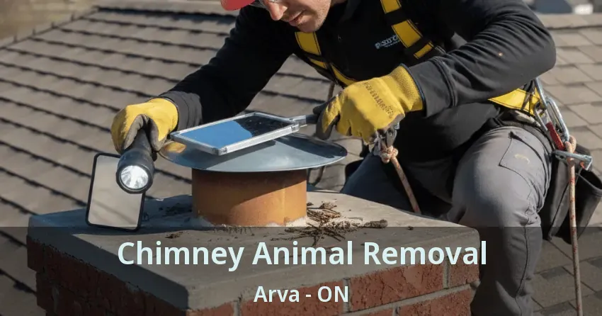 Chimney Animal Removal Arva - ON Chimney Animal Removal Arva - ON